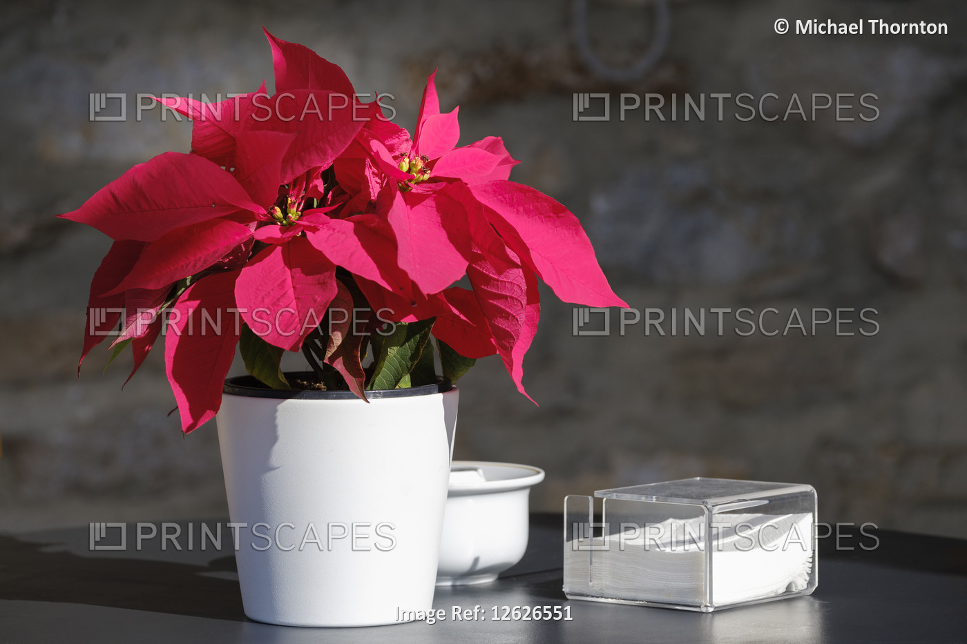 Poinsettia; Euphorbia pulcherrima; in pot on table with serviettes and holder,