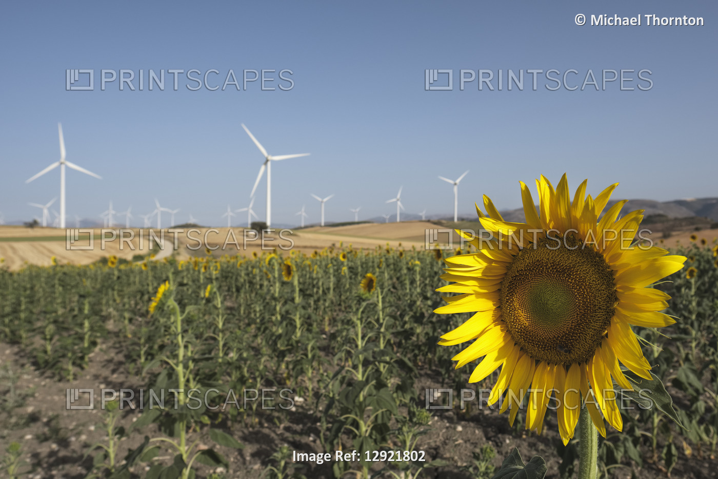 Common sunflower, helianthus annuus, asteraceae, with Wind Turbines in ...