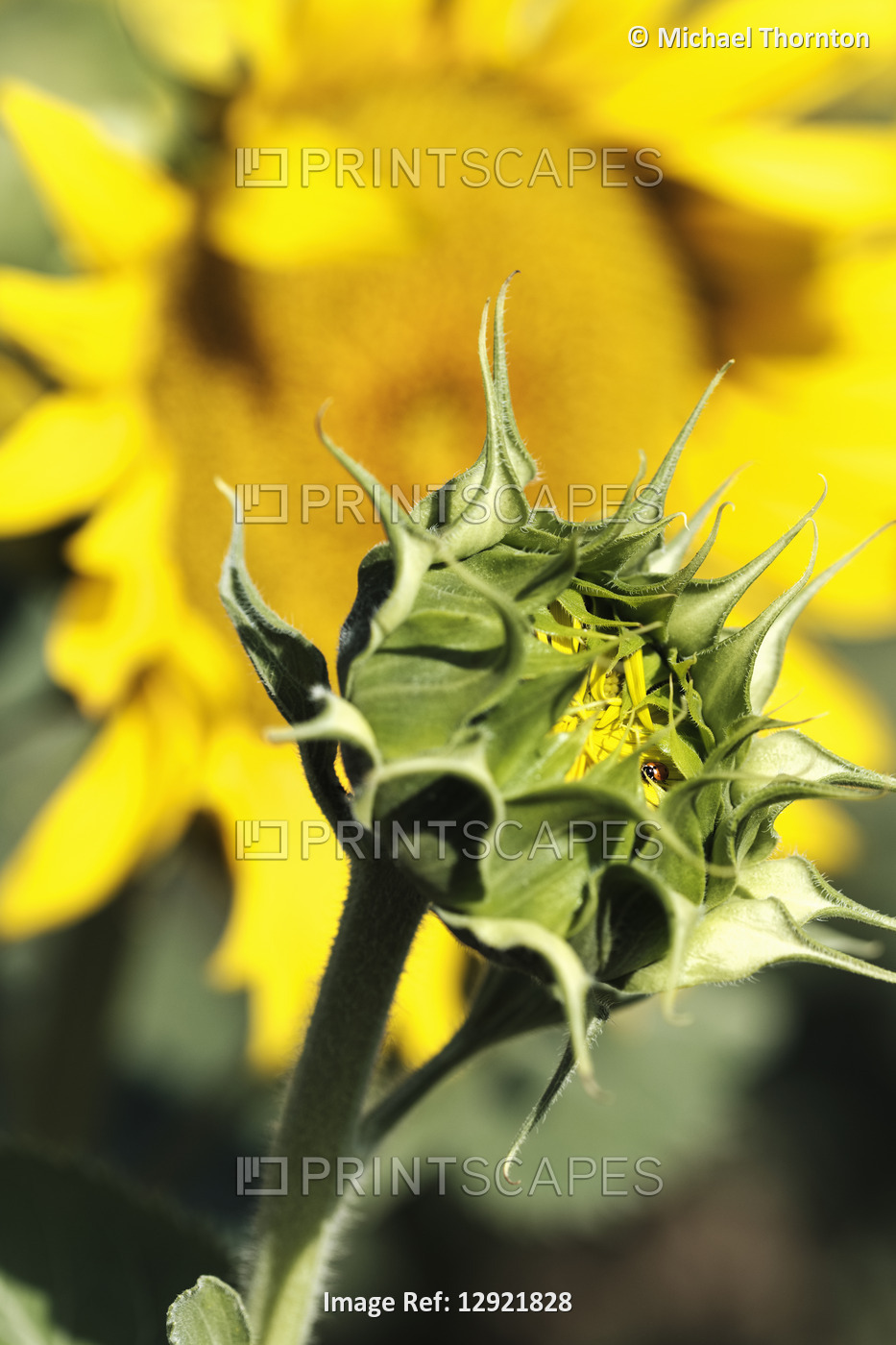 Common sunflower with Ladybird, helianthus annuus, asteraceae, Malaga, ...