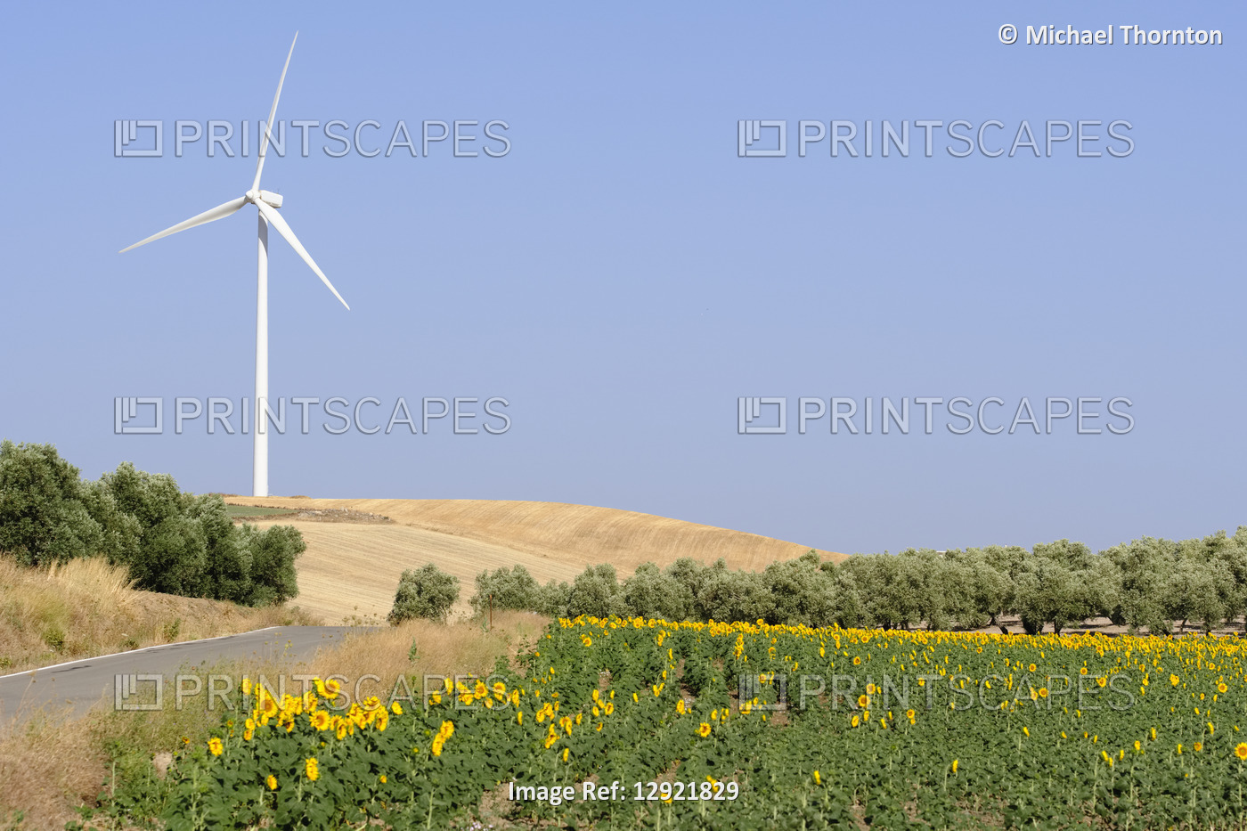 Wind Generator with Common sunflower, helianthus annuus, Malaga, andalucia, ...