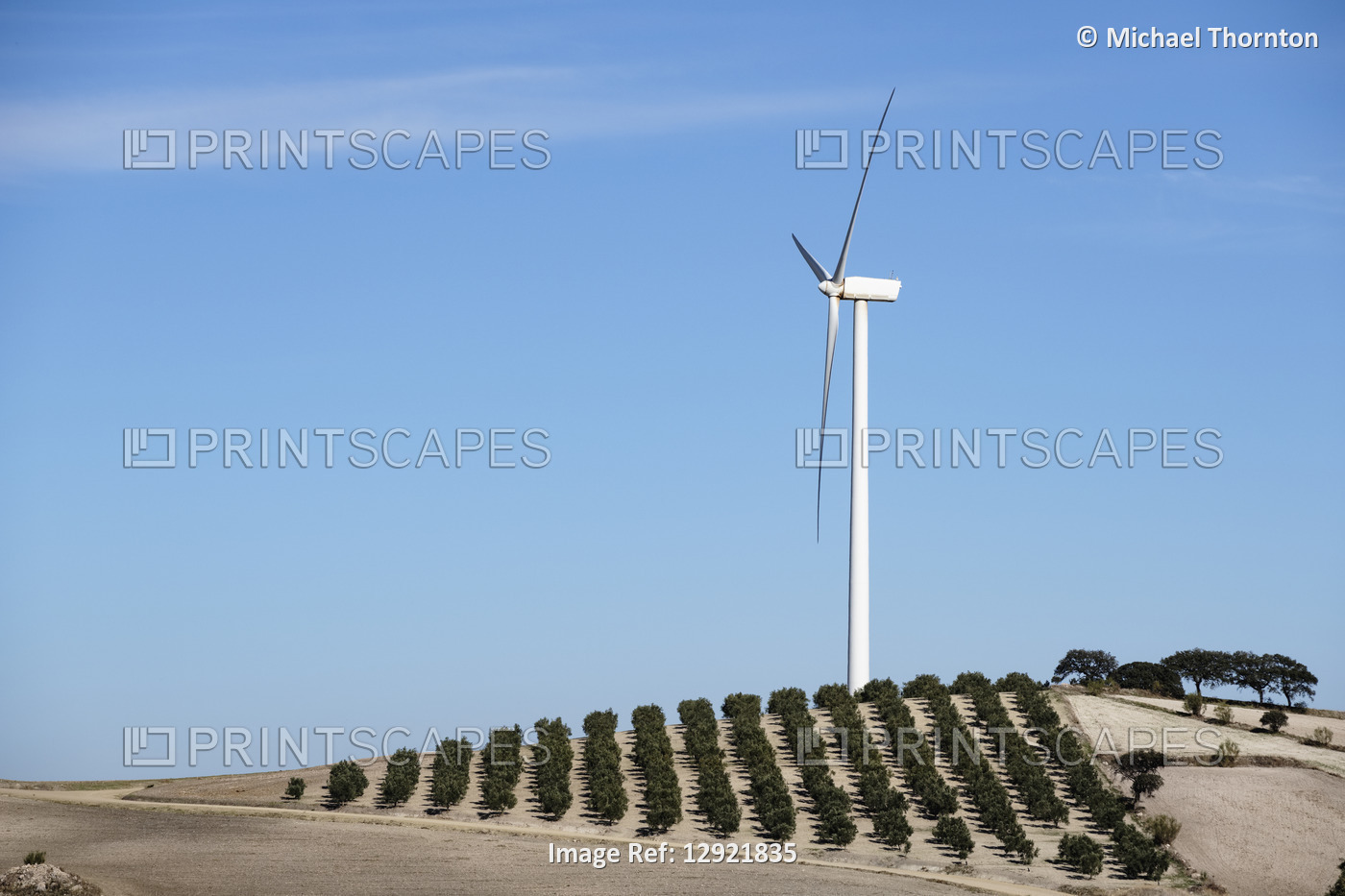 Wind Turbines amongst Olive trees at Campillos, Malaga, Andalucia, Spain, ...
