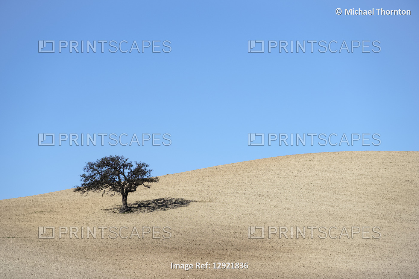 Isolated tree in ploughed field, Campillos, Malaga, Andalucia, Spain, Europe,