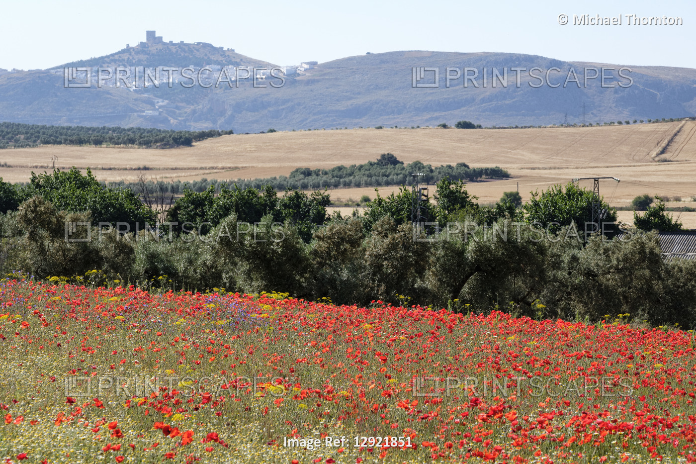 Red Poppies, Papaver rhoeas, in field with Teba Castle in the background. ...