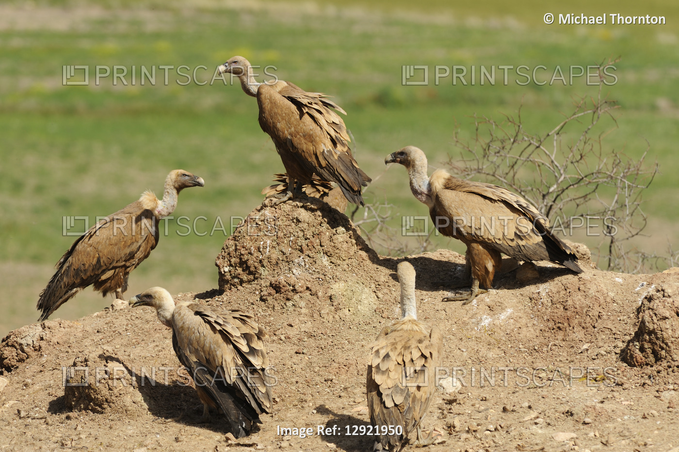 Griffin Vulture (Gyps Fulvus) (buitre leonado) 