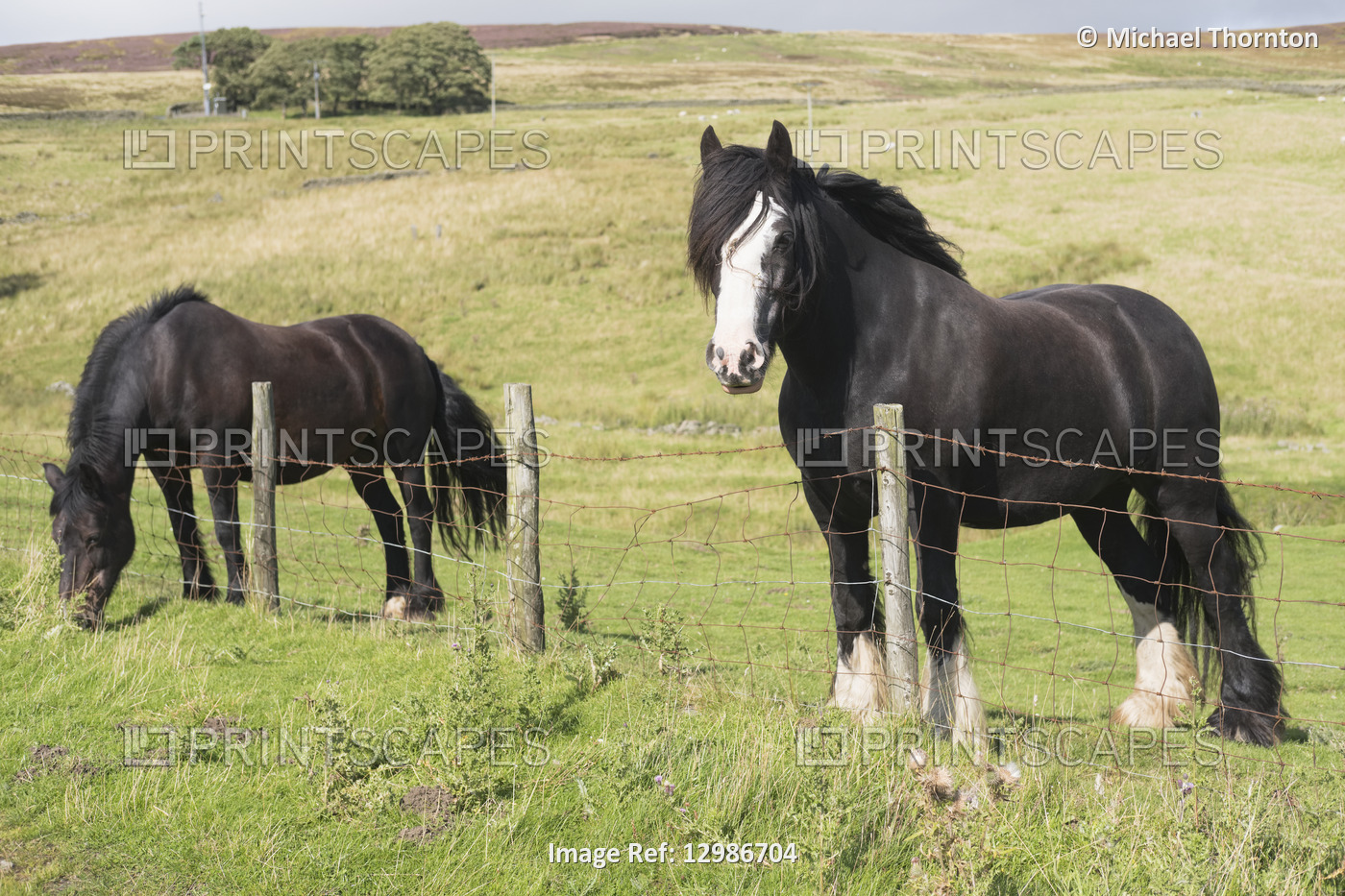 Two horses grazing in field, Blanchland, Northumberland, United Kingdom