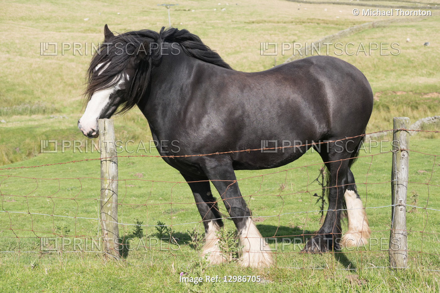 Horse scratching nose on fencepost, Blanchland, Northumberland, United Kingdom