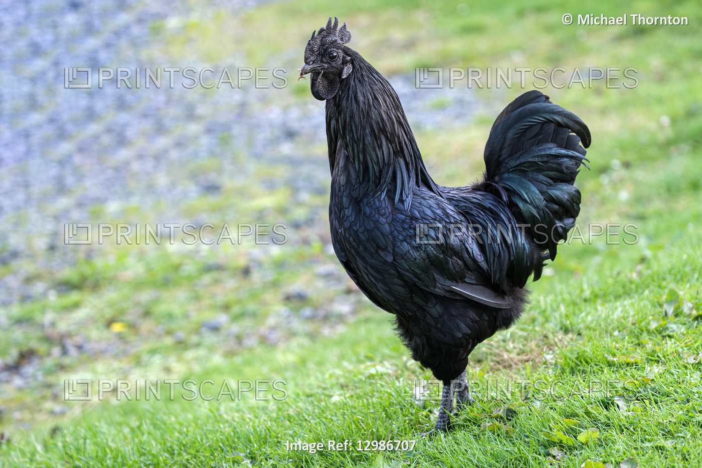 Ayam Cemani, Cockerel, All Black, Hexham, Northumberland, United Kingdom