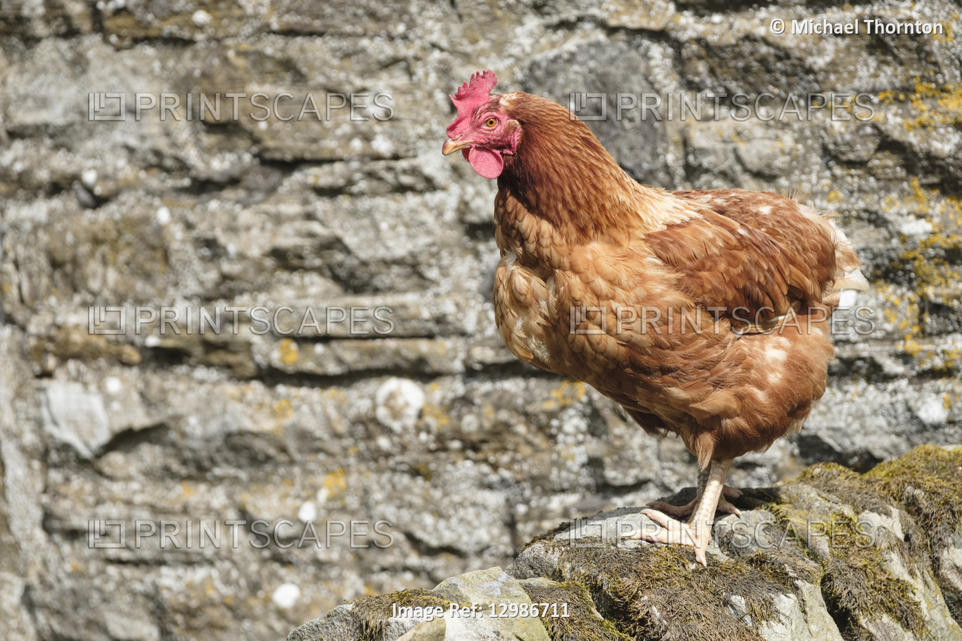 Lohmann Brown Chickens, Hexham, Northumberland, United Kingdom