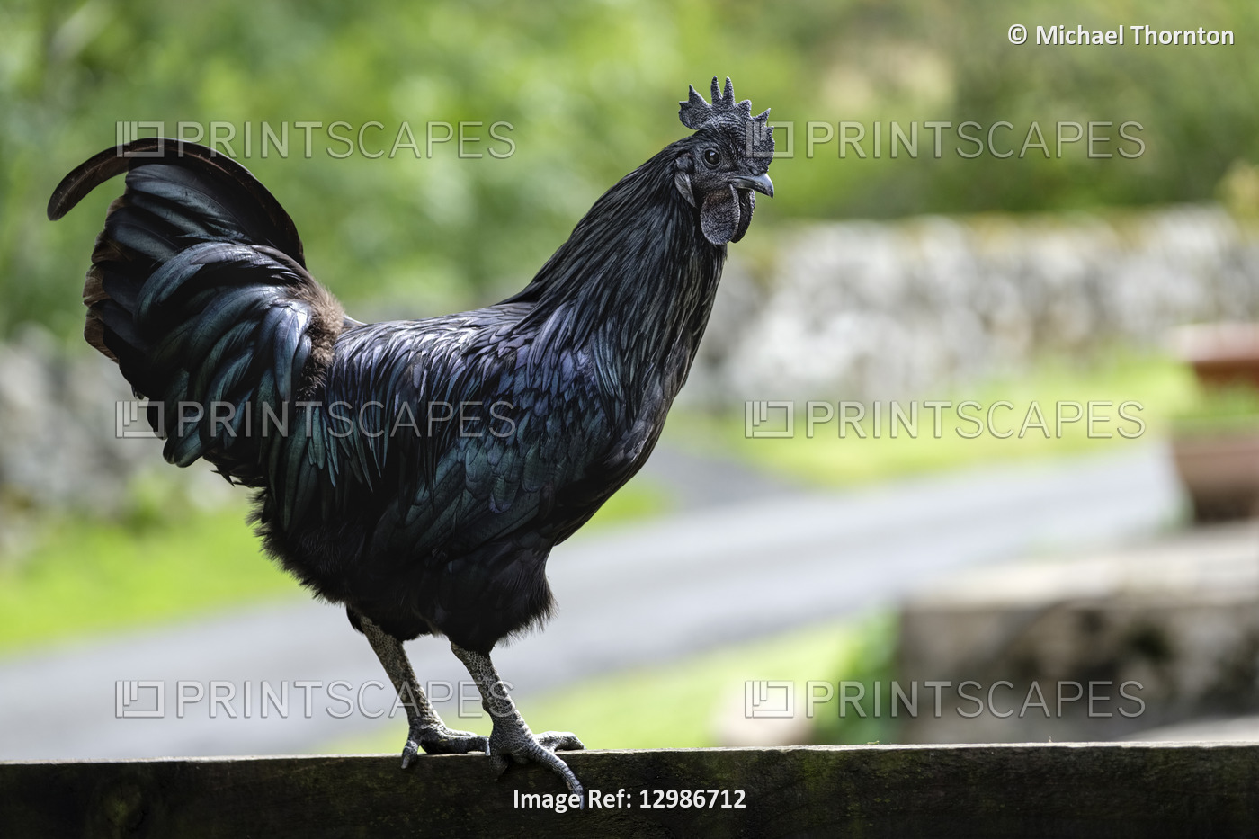 Ayam Cemani, Cockerel, All Black, Hexham, Northumberland, United Kingdom