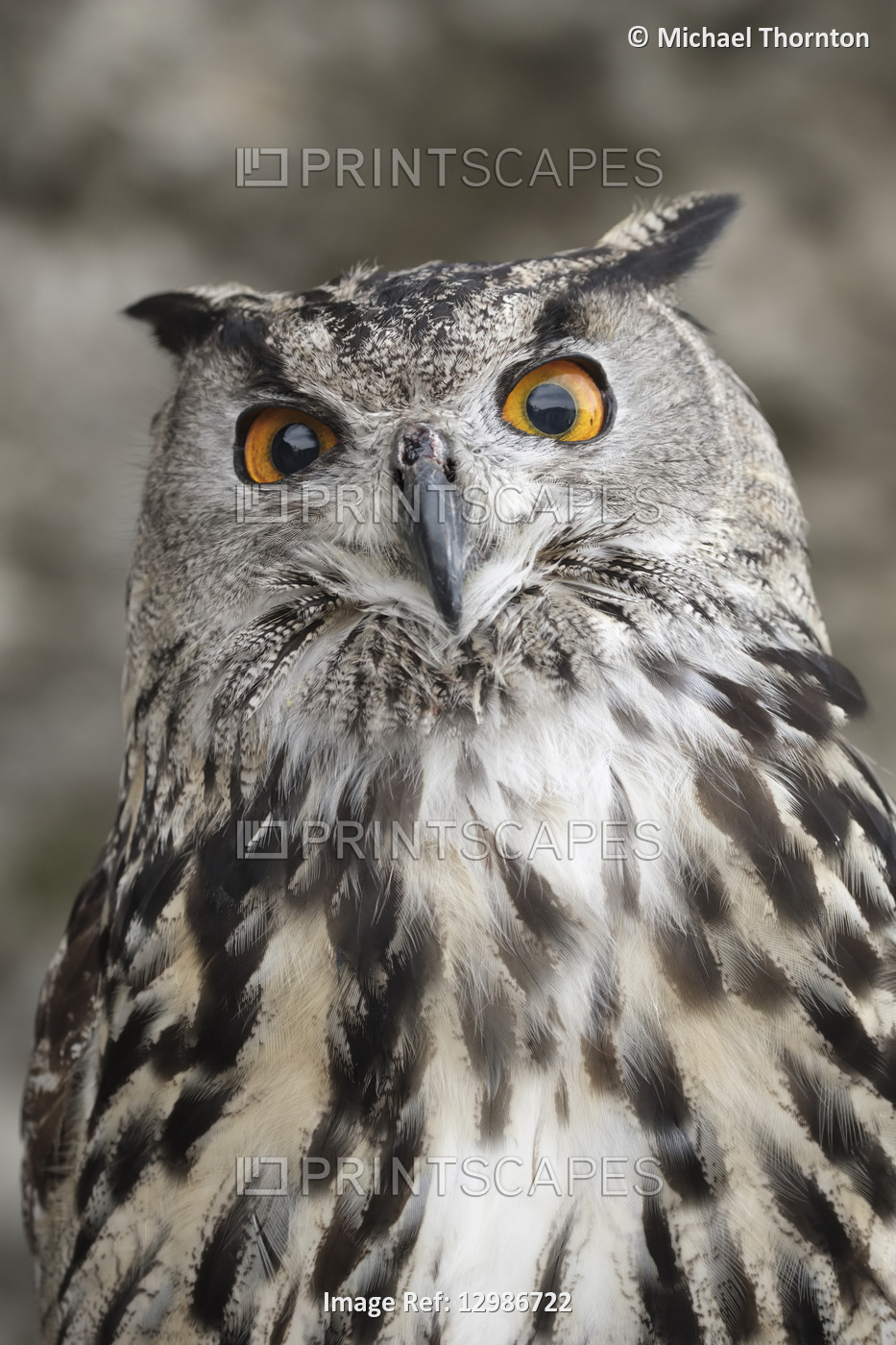 Eurasian Eagle Owl, in captivity with badly damaged cere, top of beak,  Cadiz, ...