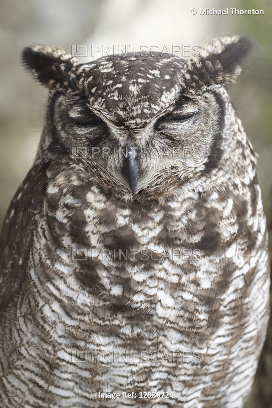African Spotted Eagle Owl in captivity,  Cadiz, Andalucia, Spain