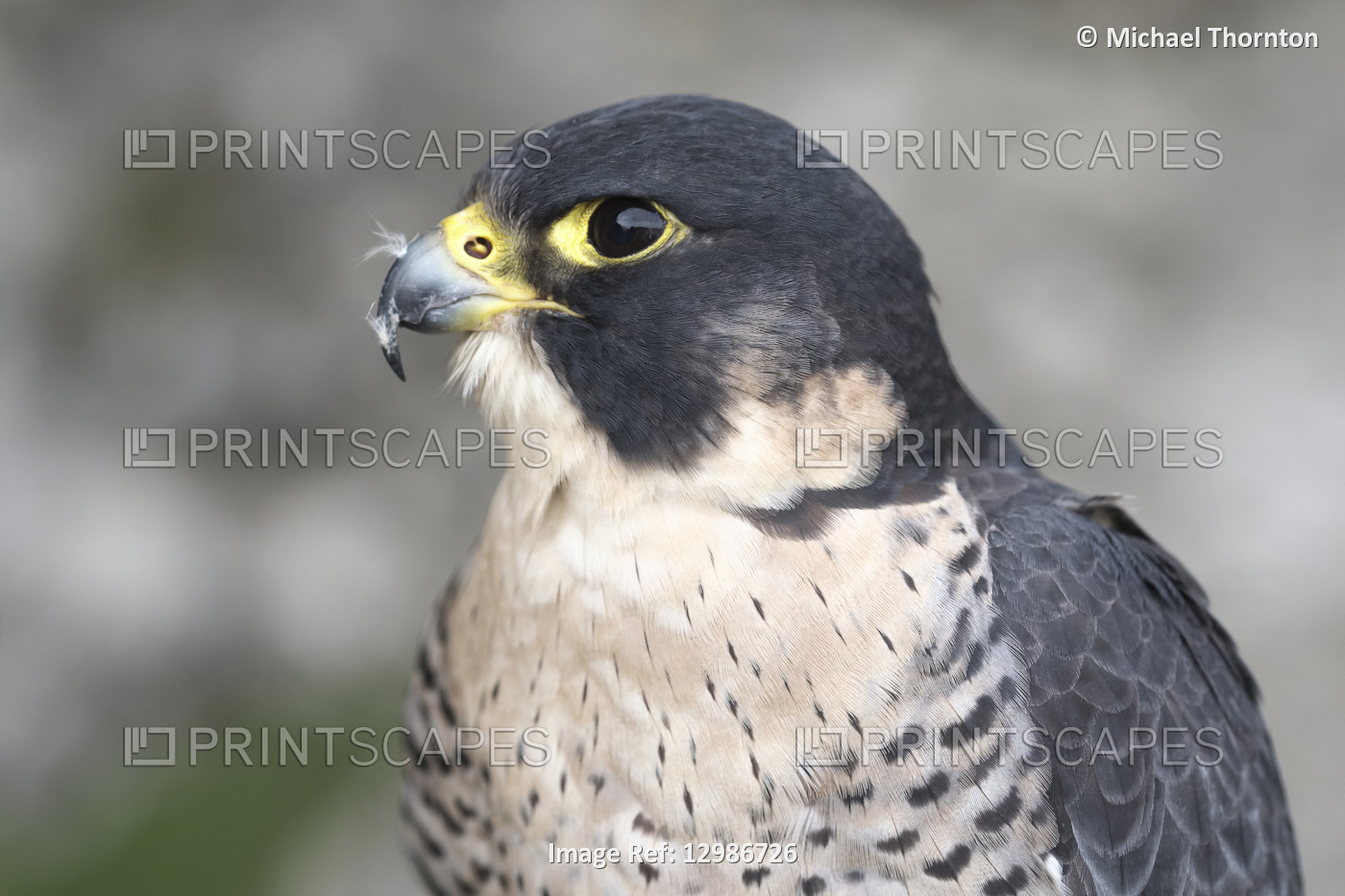 Peregrine Falcon in captivity with badly overgrown beak and a possible split in ...