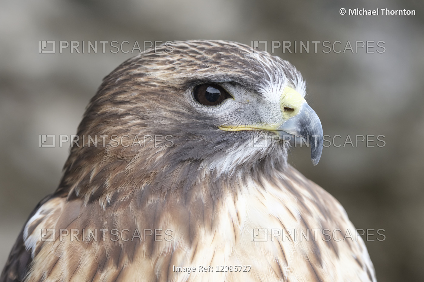 American Red Tailed Hawk in Captivity with badly overgrown beak,  Cadiz, ...