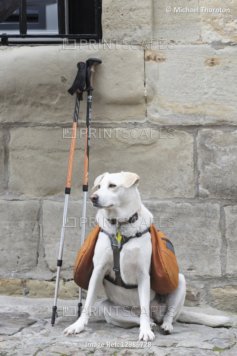 Dog with bags on walking holiday, Santillana del Mar; Cantabria; Spain; 