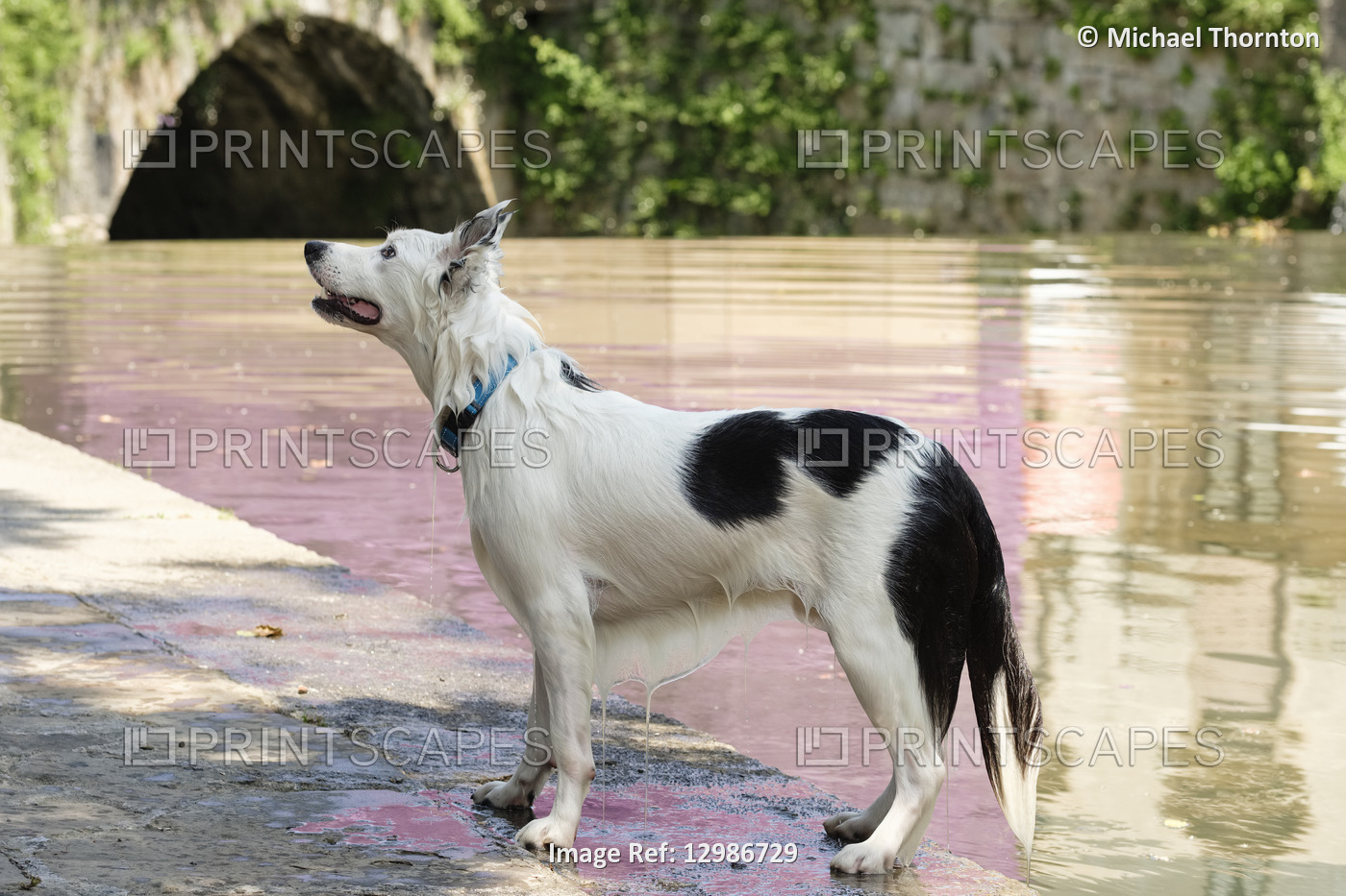 Pet Dog in and out of the river Ibaizabal, Durango, Vizcaya, Pais Vasco, Spain, 