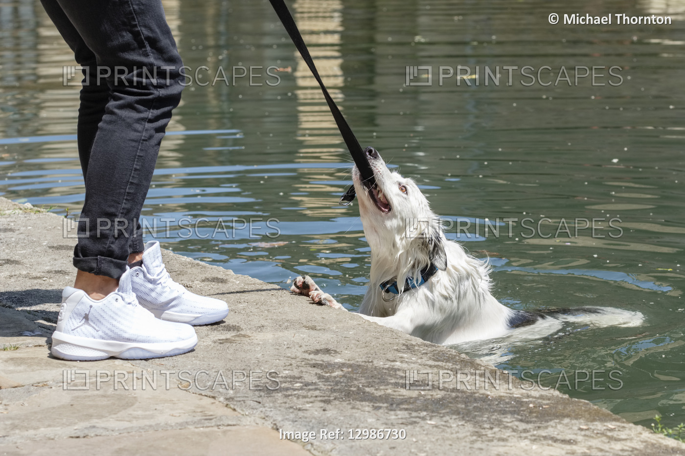 Pet Dog in and out of the river Ibaizabal, Durango, Vizcaya, Pais Vasco, Spain, 