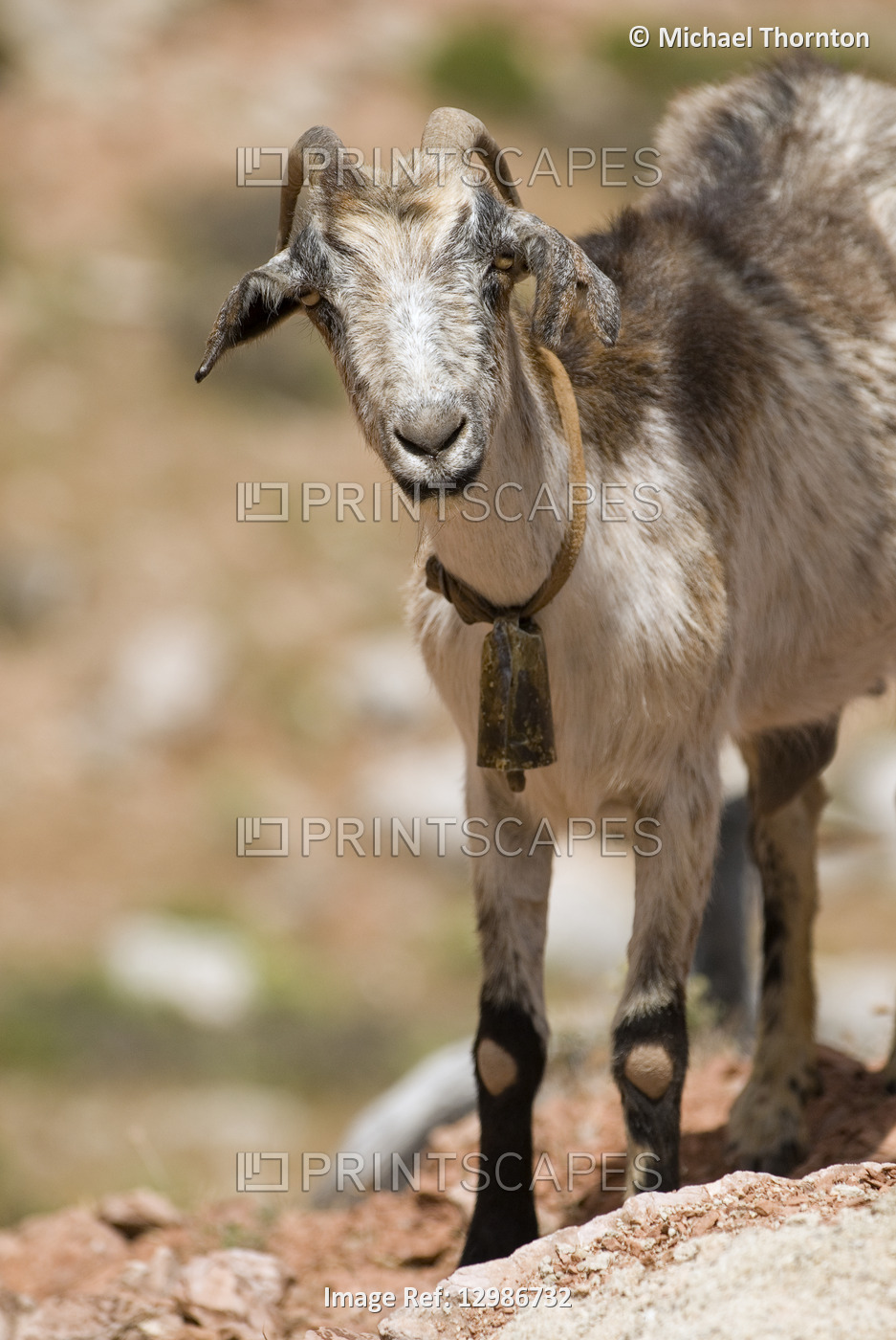 Goat in Andalucia, Spain.