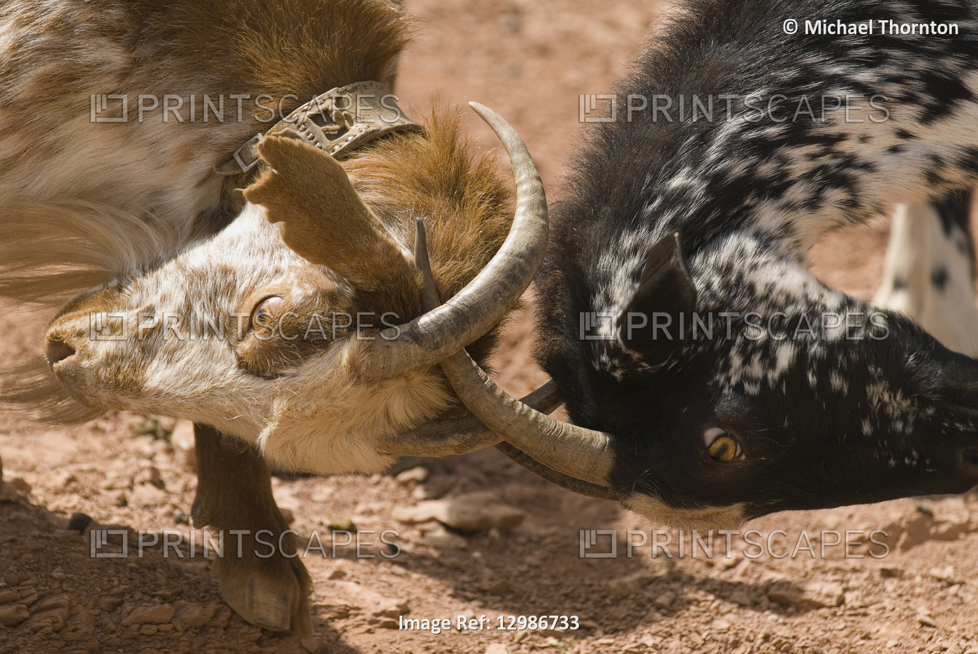 Goats fighting in Andalucia, Spain.