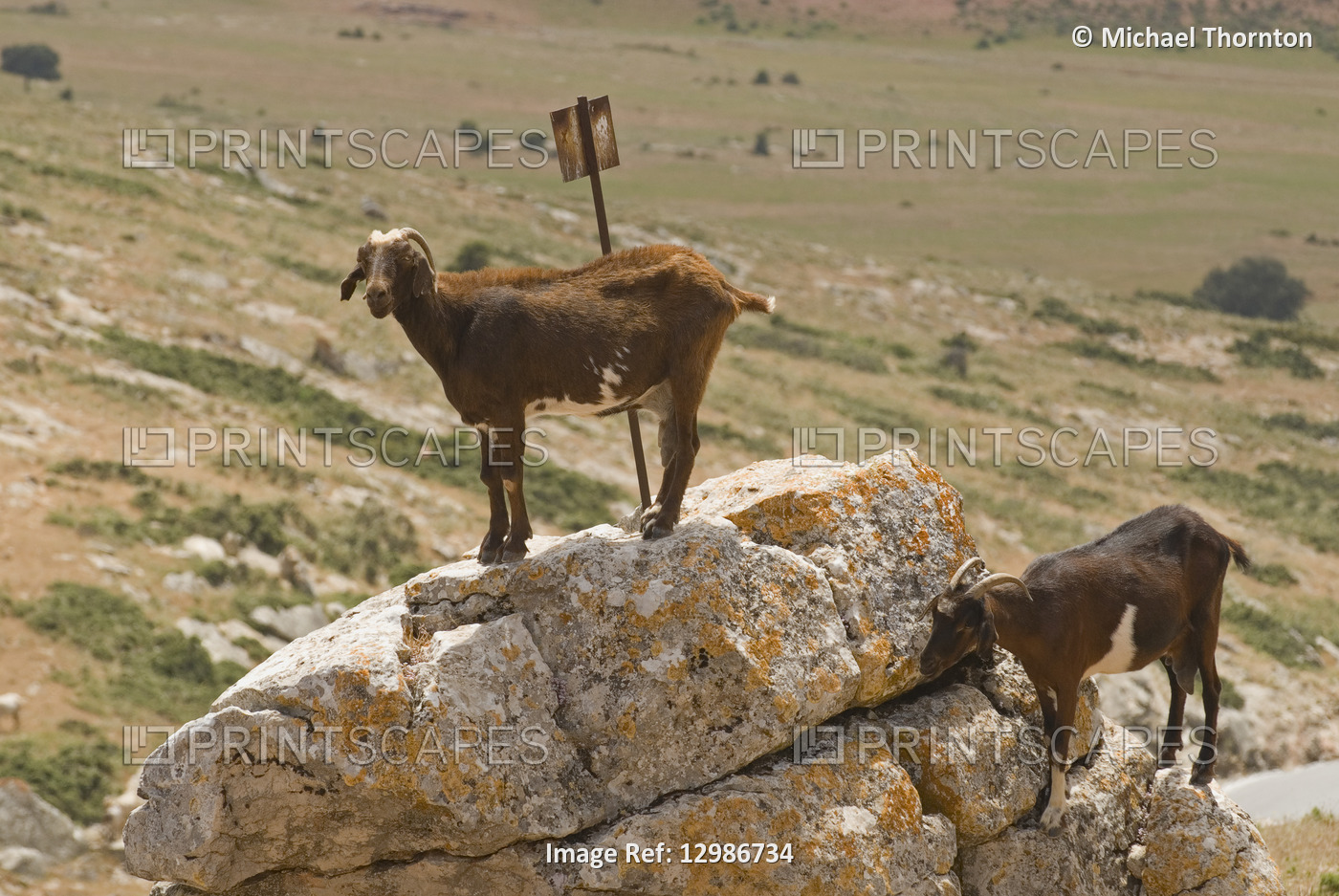 Goats in Andalucia, Spain.