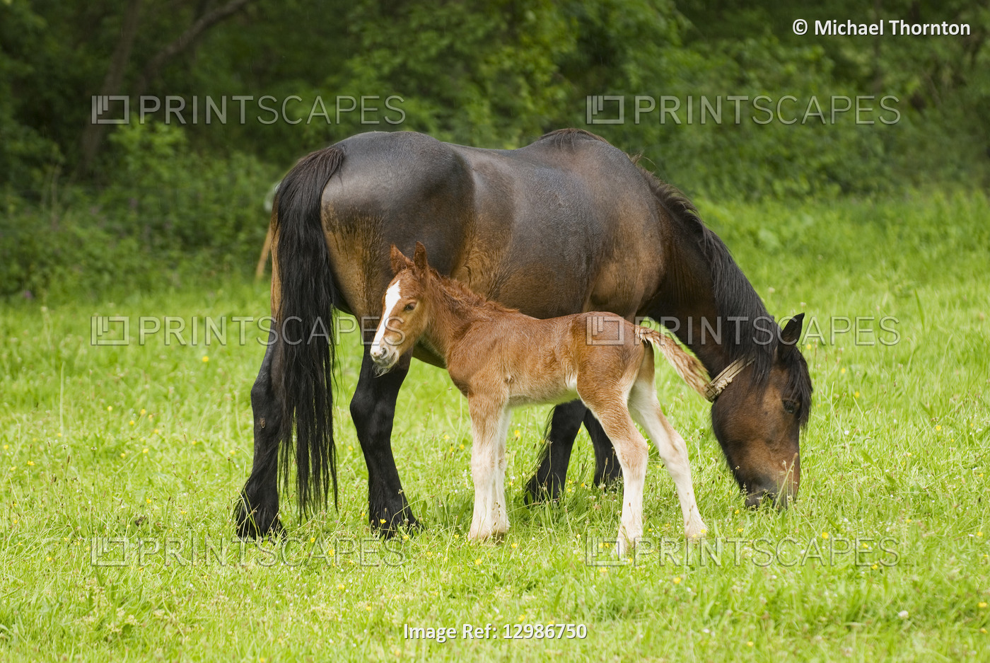 Mare with Foal, Cantabria, Northern Spain
