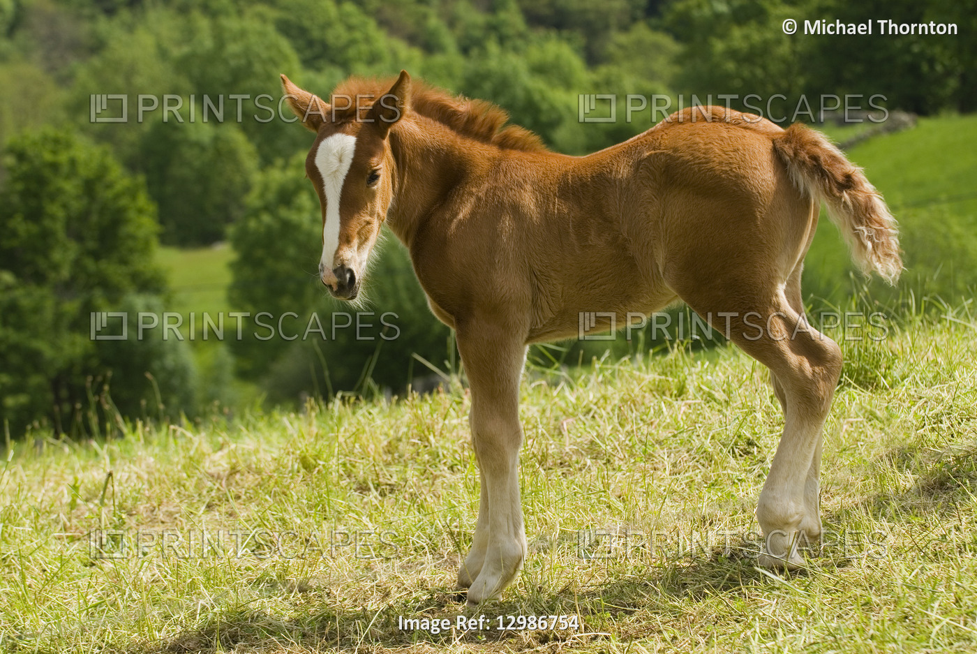 Foal in the high mountain pastures in Cantabria, Northern Spain