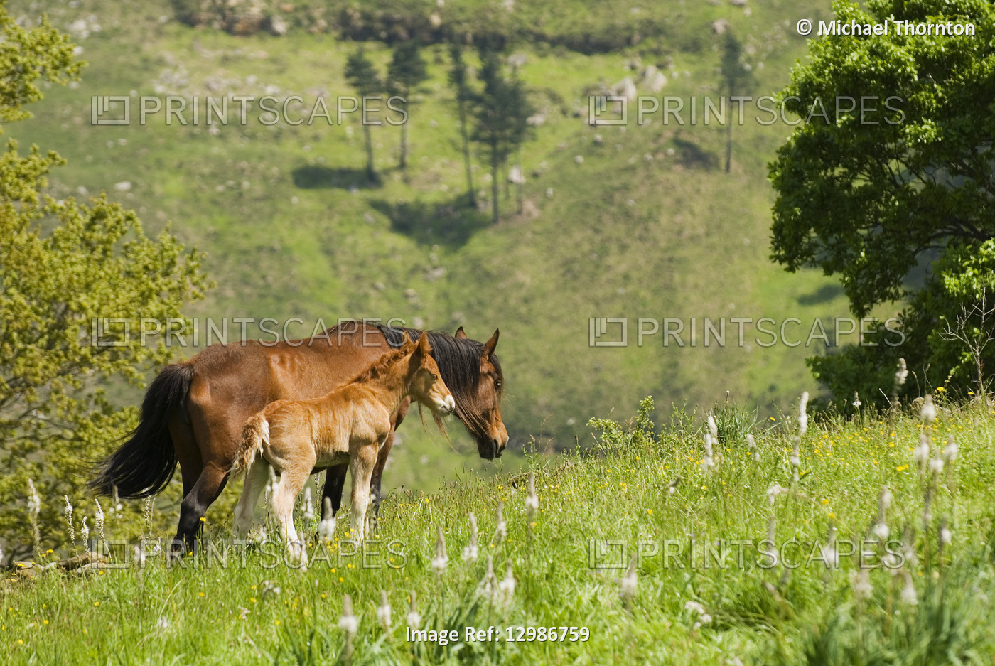 Mare and foal in the high mountain pastures in Cantabria, Northern Spain