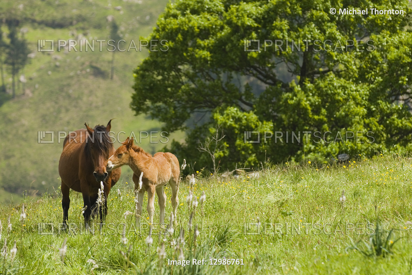 Mare and foal in the high mountain pastures in Cantabria, Northern Spain