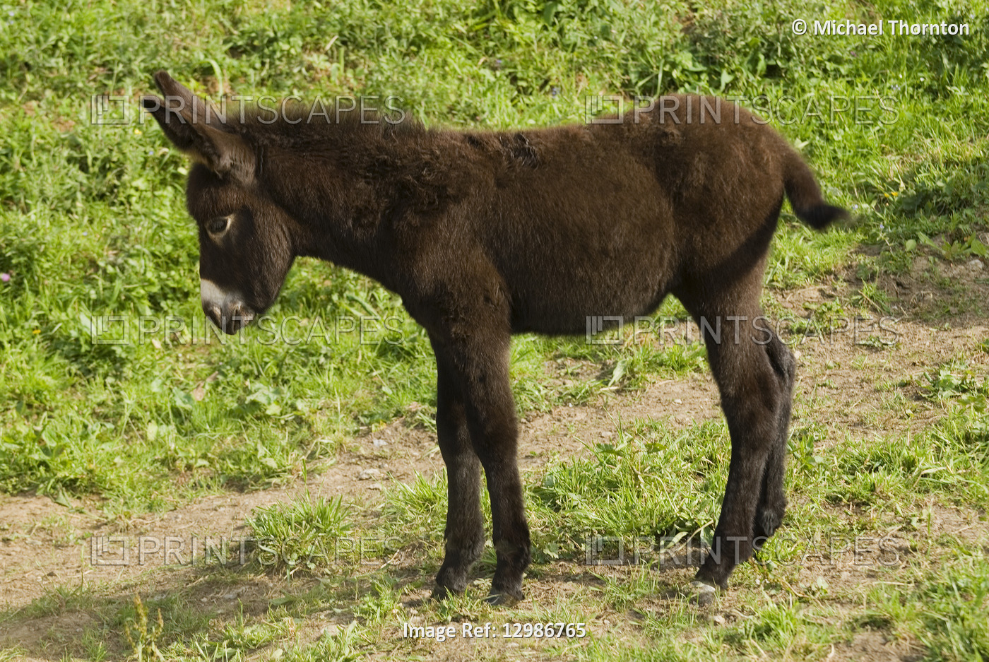 Baby donkey in Northern Spain