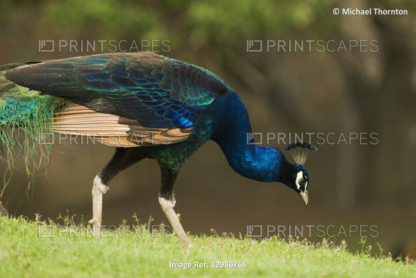 Peacock feeding in Northumberland, United Kingdom