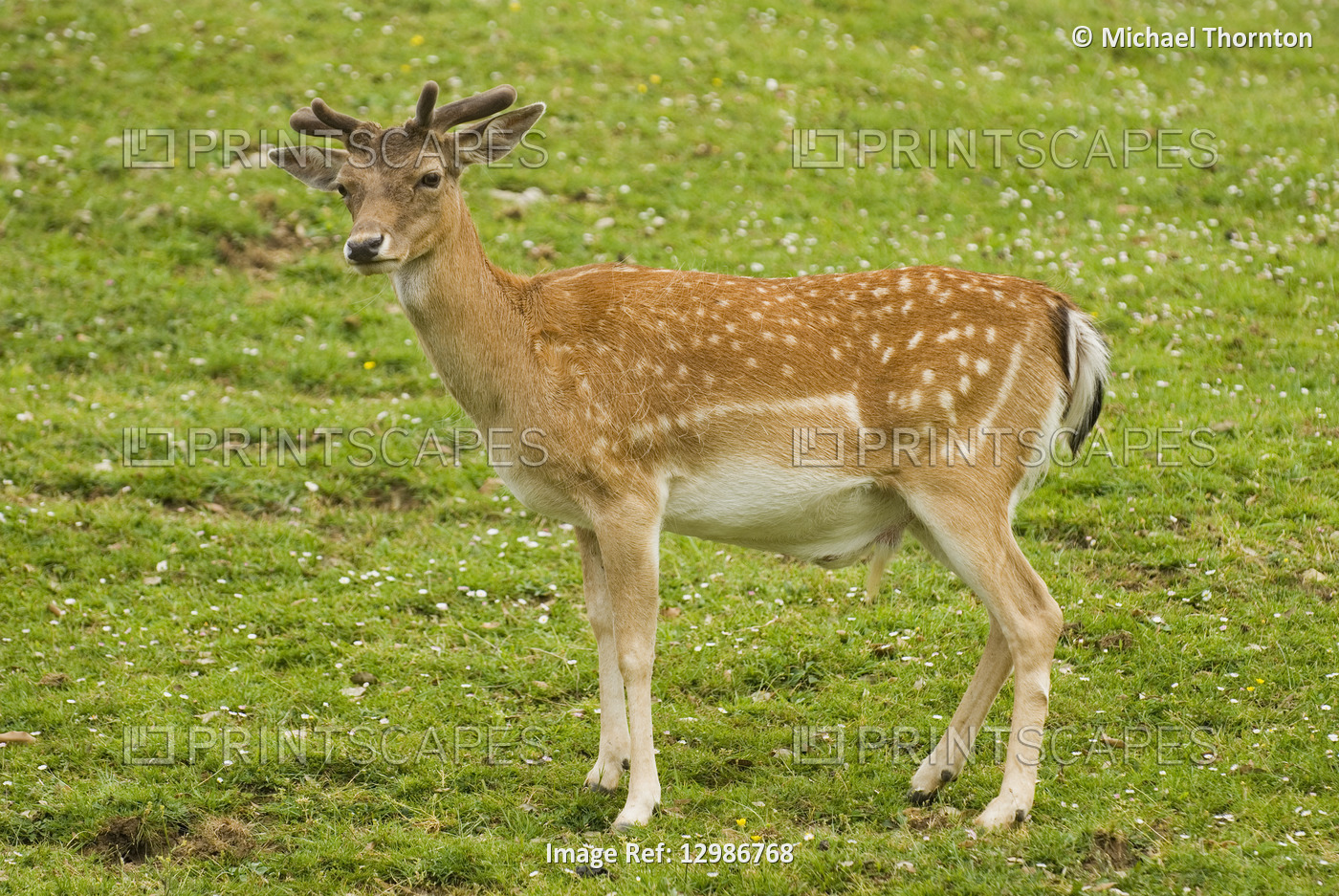 Fallow deer in Cantabria, Northern Spain