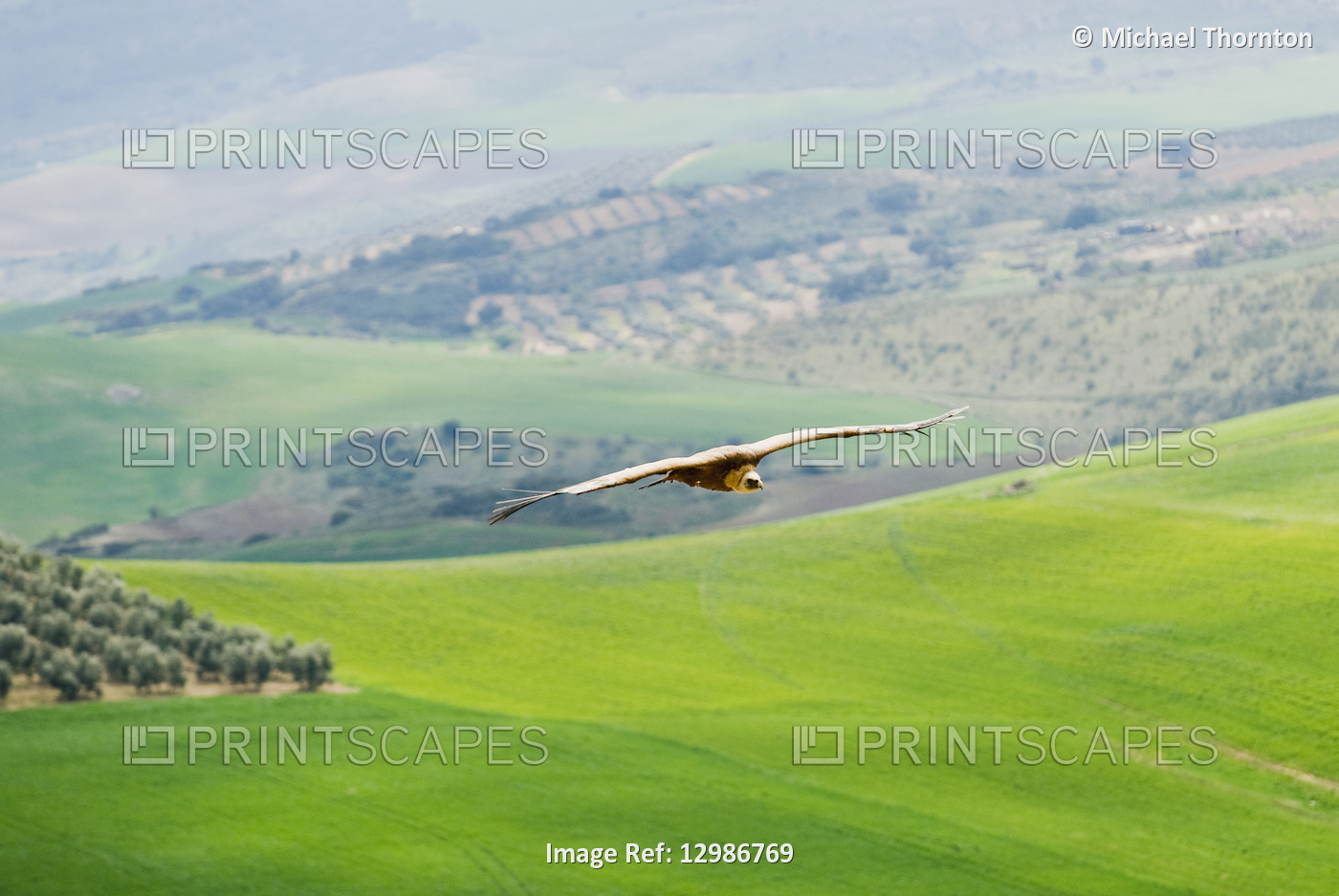 Vulture (buitre) flying over the countryside of Malaga, Andalucia,  Spain