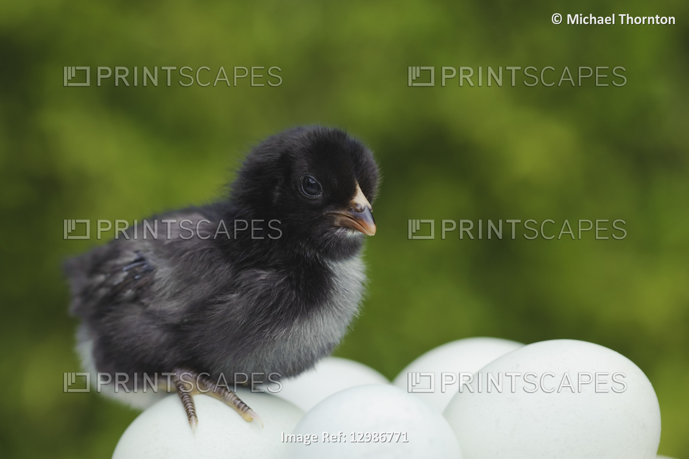 5 day old Araucana chick on unhatched eggs, Newcastle upon Tyne, United Kingdom
