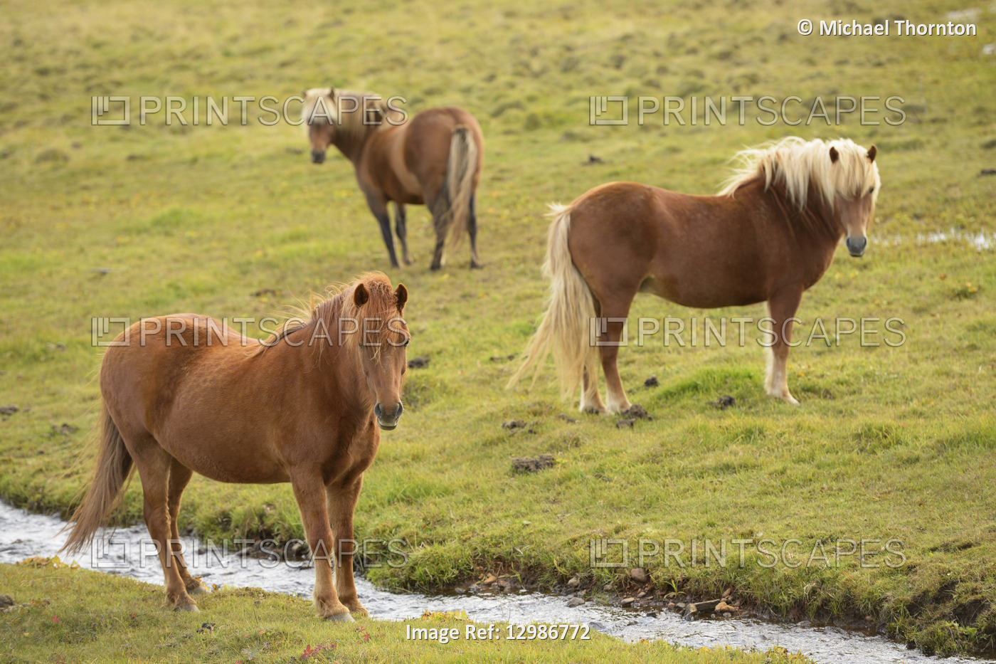 Icelandic horses grazing near Vidimyri, Skagafjordur, Iceland
