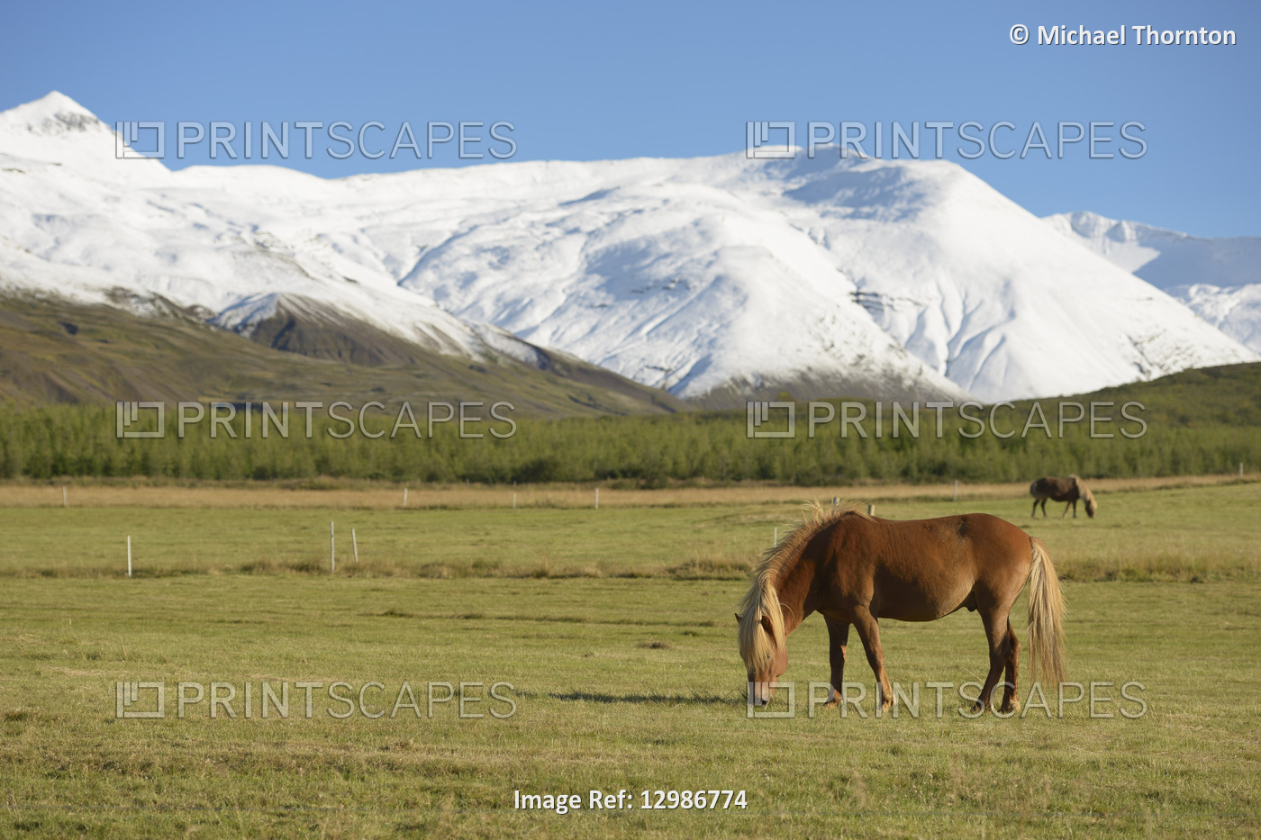 Icelandic Horses, in Nordur-Mulasysla, Eastern Fjords, Iceland