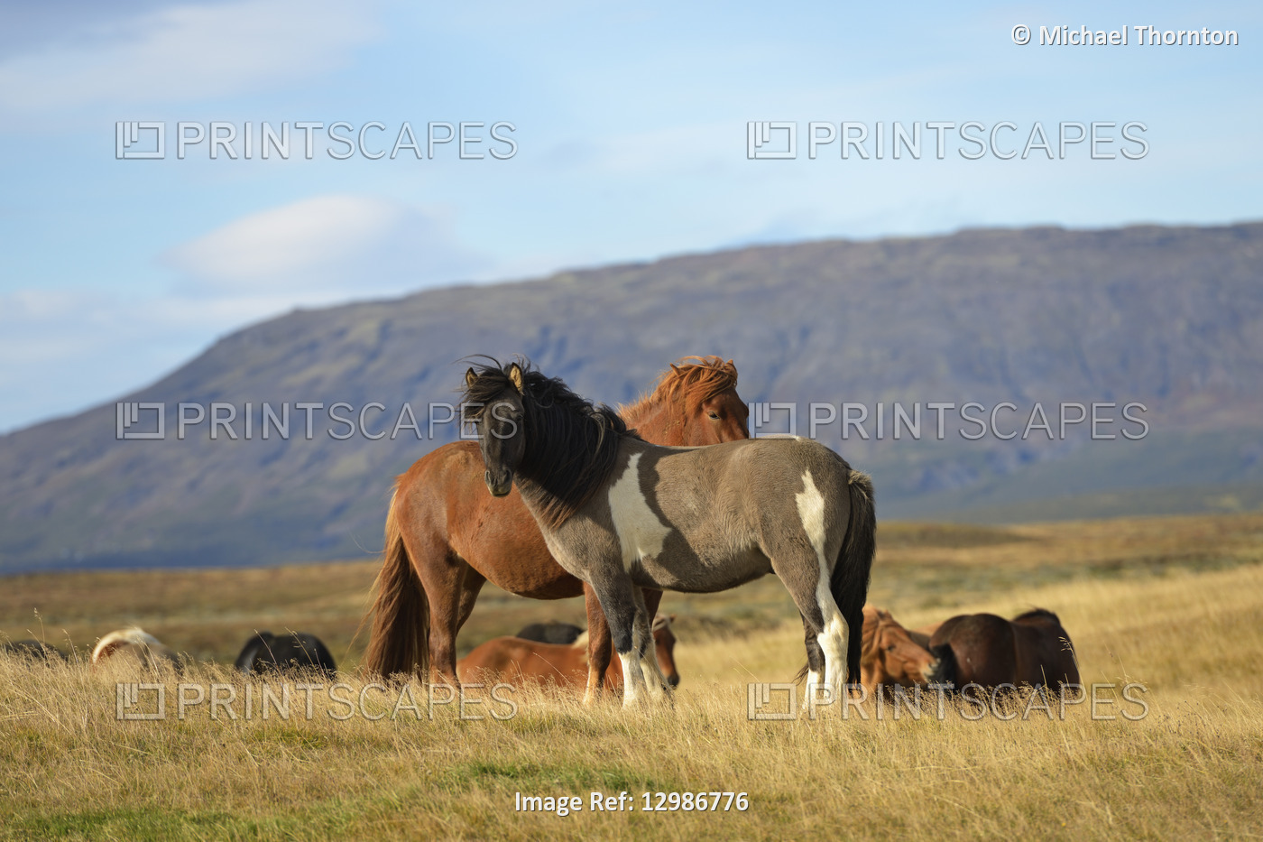 Icelandic Horses, Laugarvatn, Arnessysla, Iceland