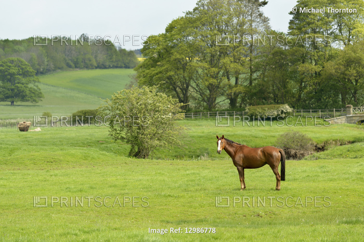 Horse in field at Morpeth, Nortumberland, United Kingdom