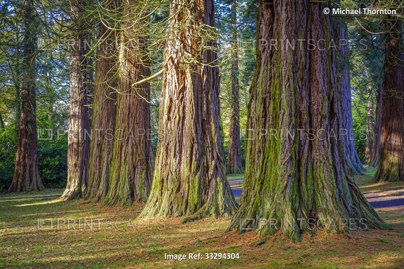 Giant Redwood Trees at Minsteracres, Consett, County Durham, United Kingdom