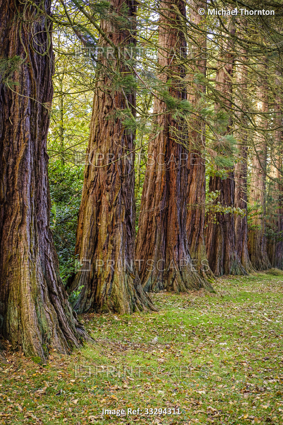 Giant Redwood Trees at Minsteracres, Consett, County Durham, United Kingdom