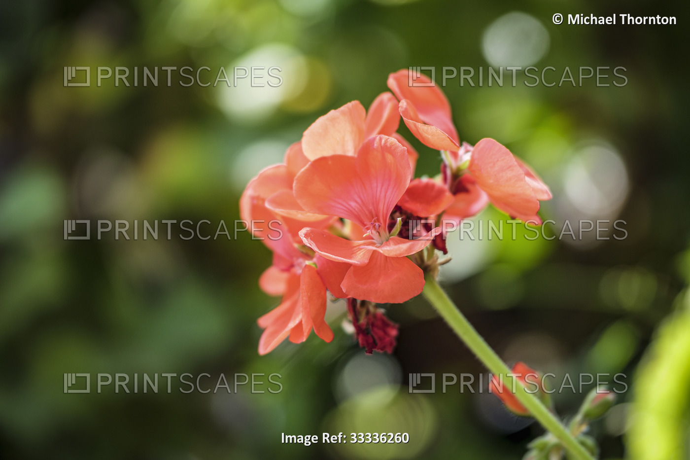 Pelargonium Geranium Red, close up, single bloom.