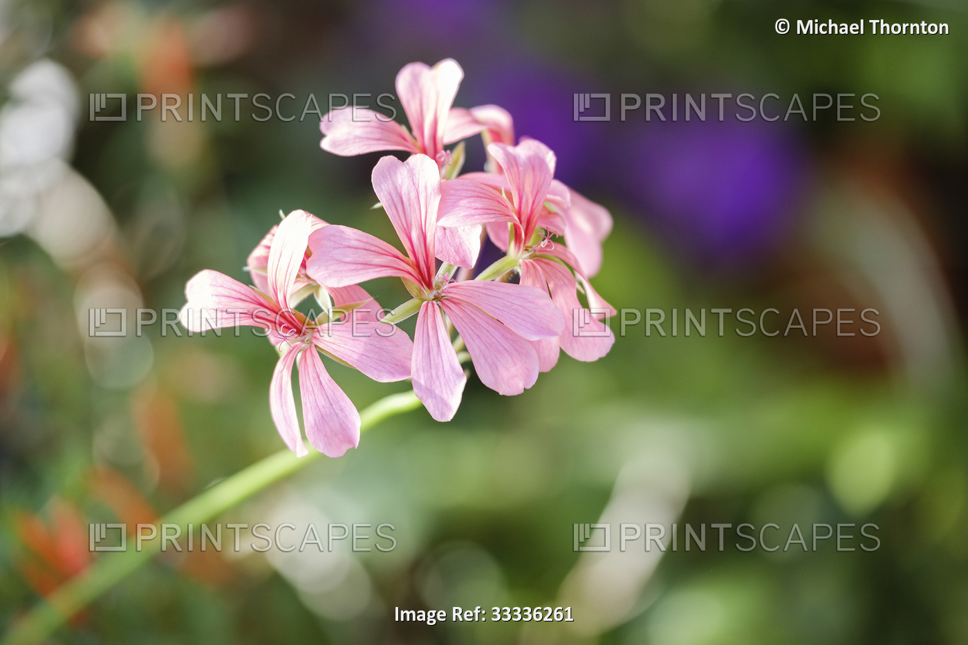 Pelargonium Geranium pink, single close up bloom,