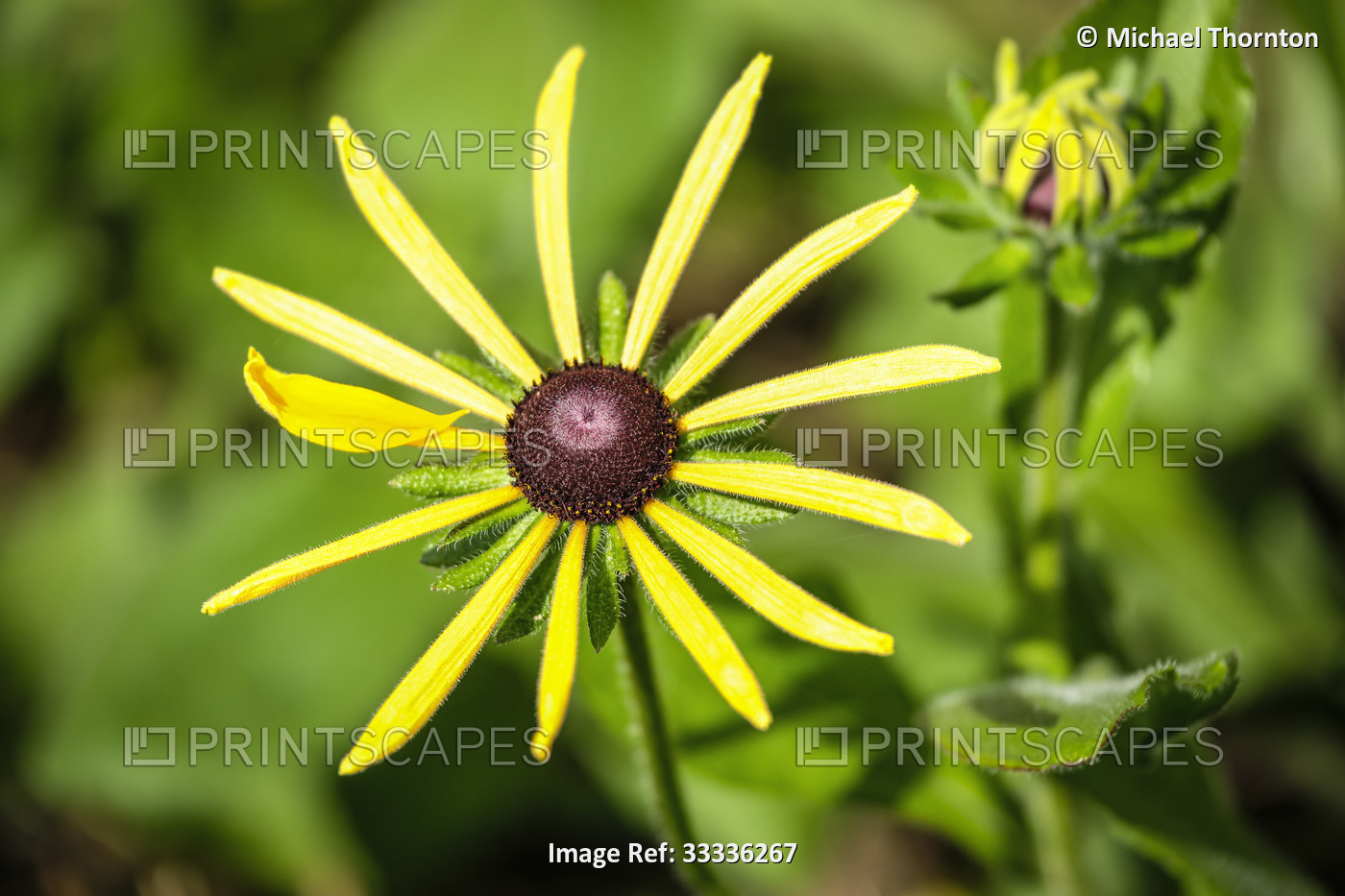 Rudbeckia single yellow bloom