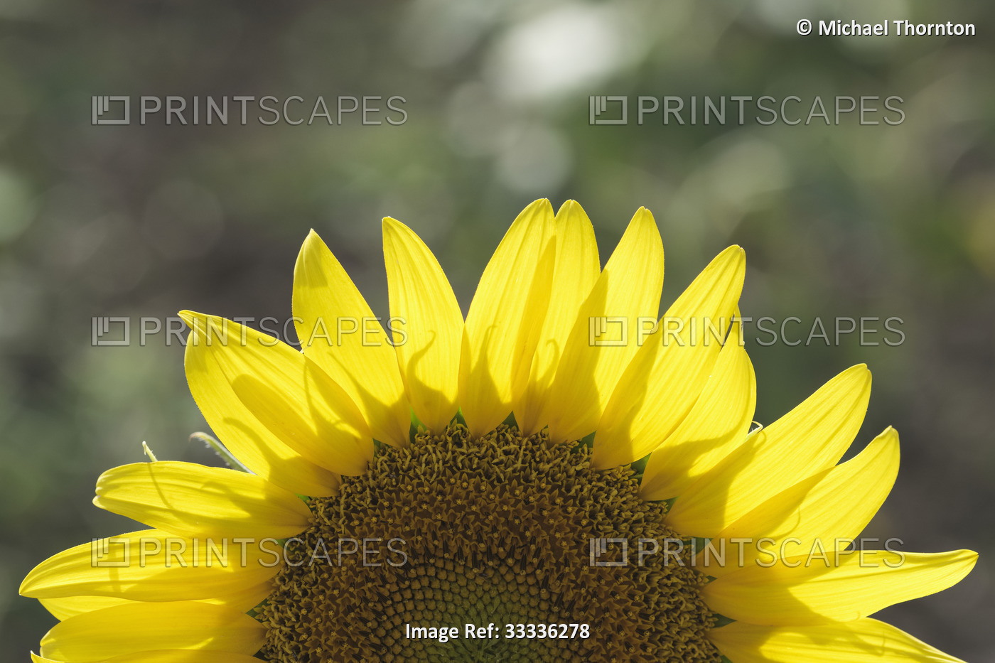 Common sunflower, helianthus annuus, asteraceae, Malaga, andalucia, spain,