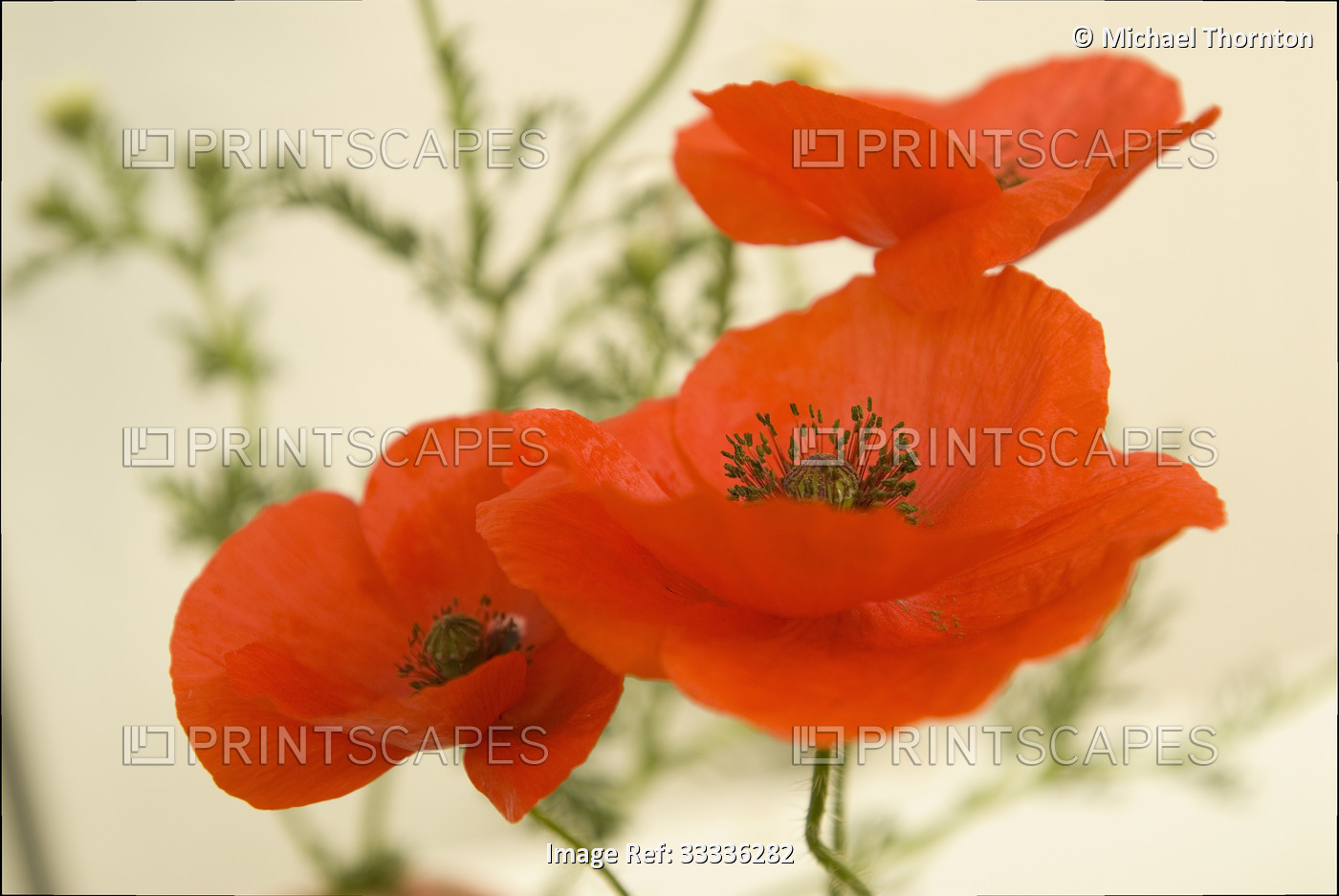 Wild Red Poppies
