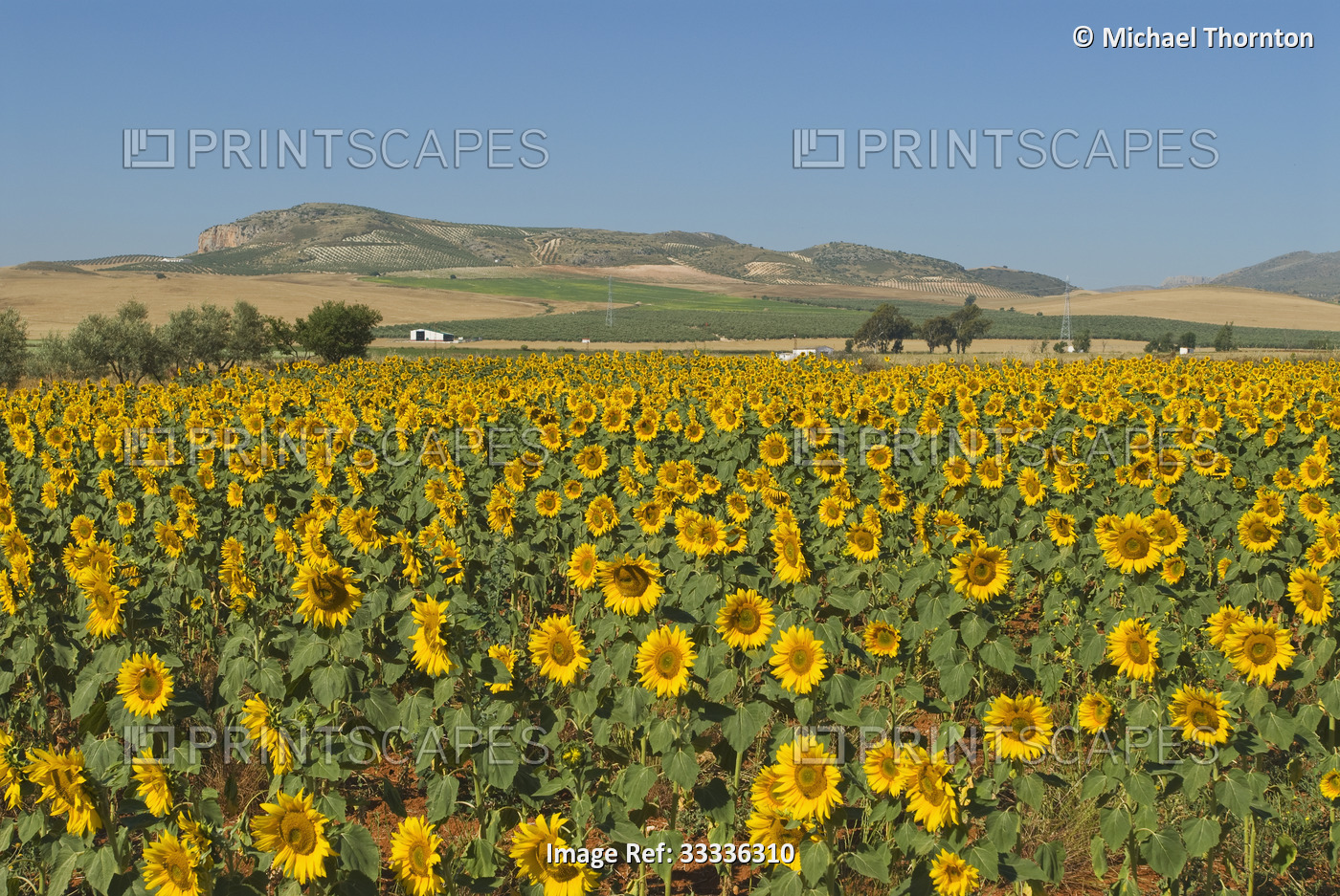 Field of Sunflowers, Andalucia, Spain