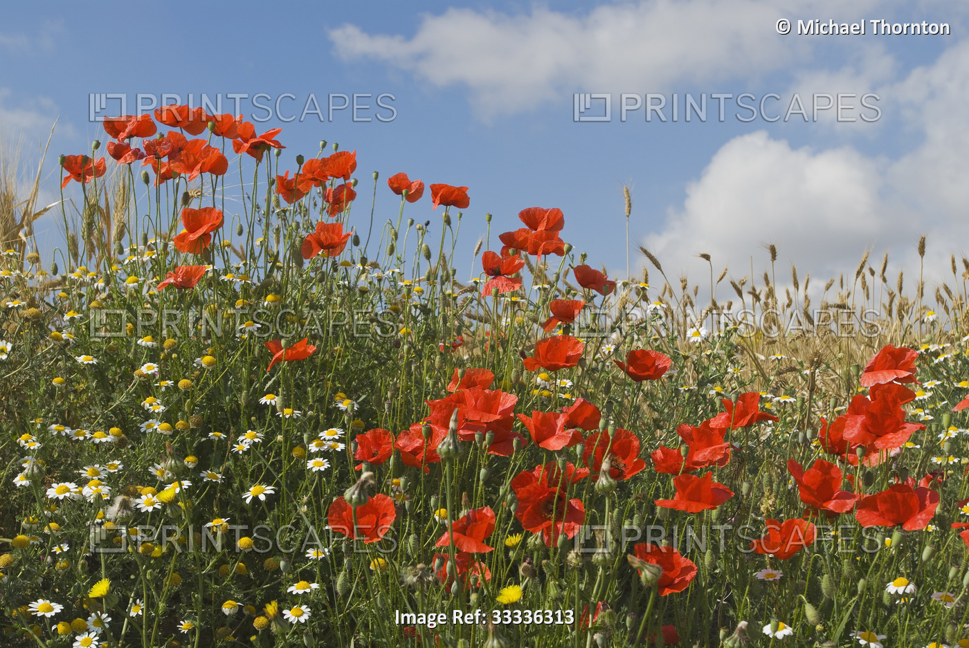 Red Poppies with Spring Flowers