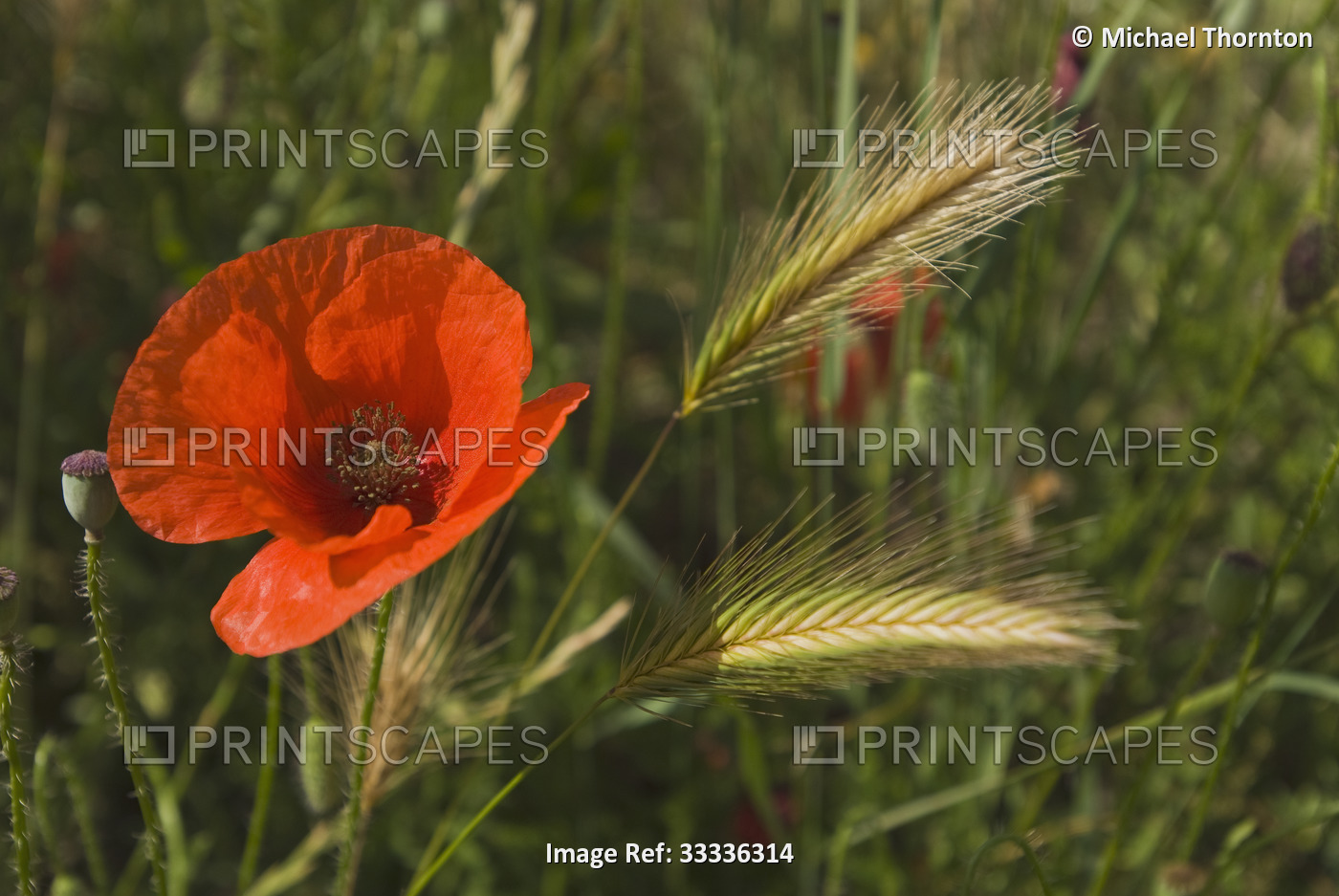Red Poppy in field with Barley