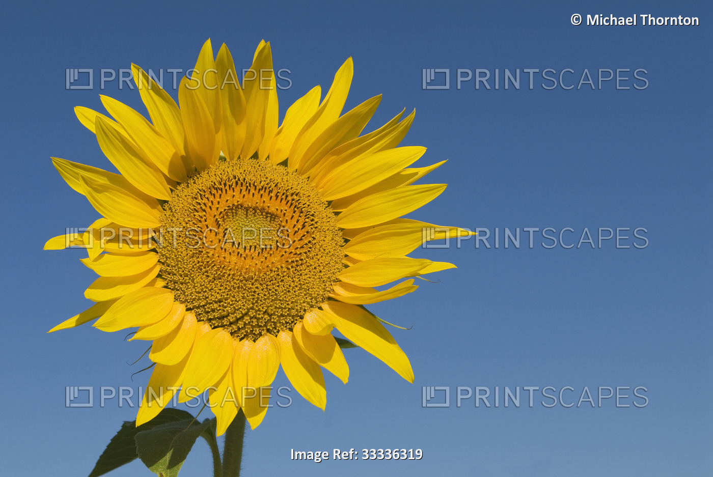 Sunflower, Helianthus Annuus, in Andalucia, Spain