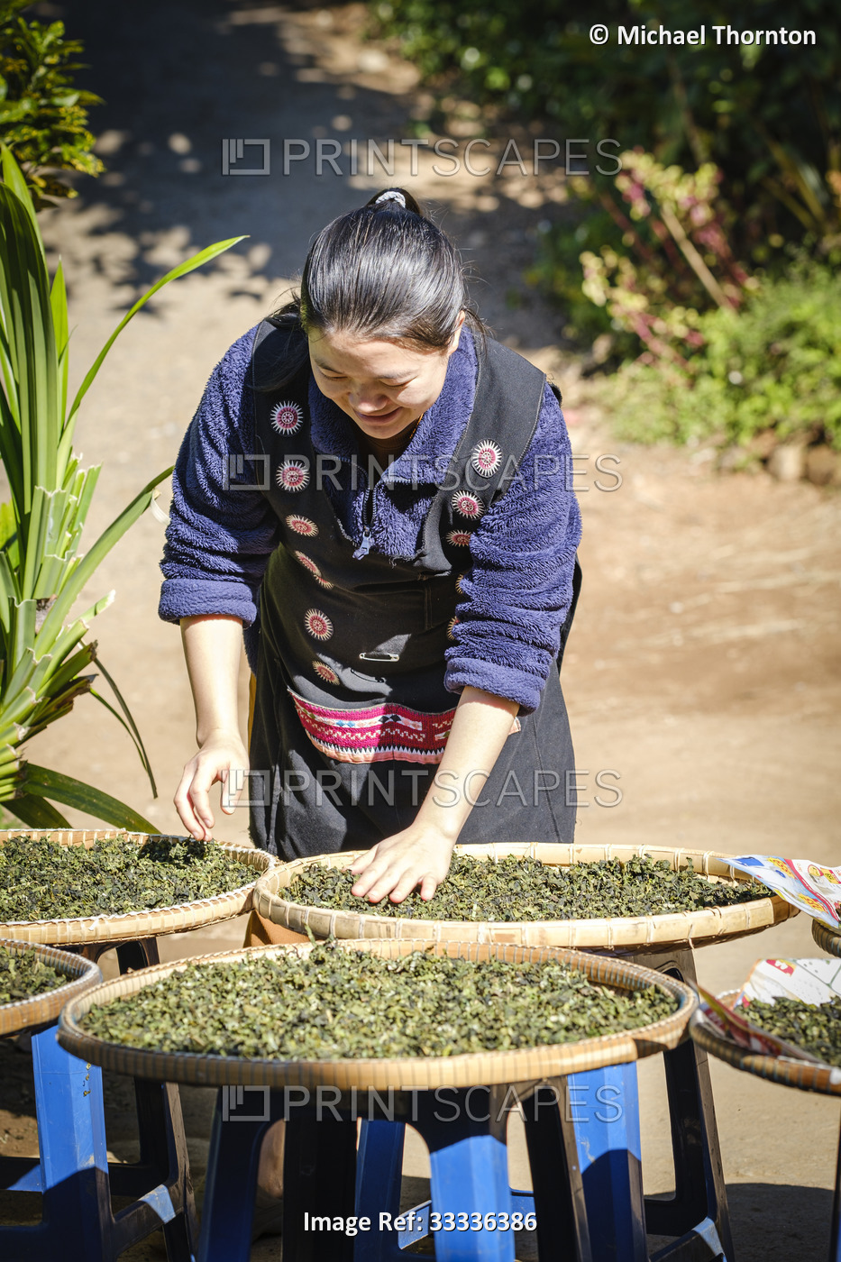 Sorting and Drying Market Garden produce at Hmong Tribal Village, Doi Pui, ...
