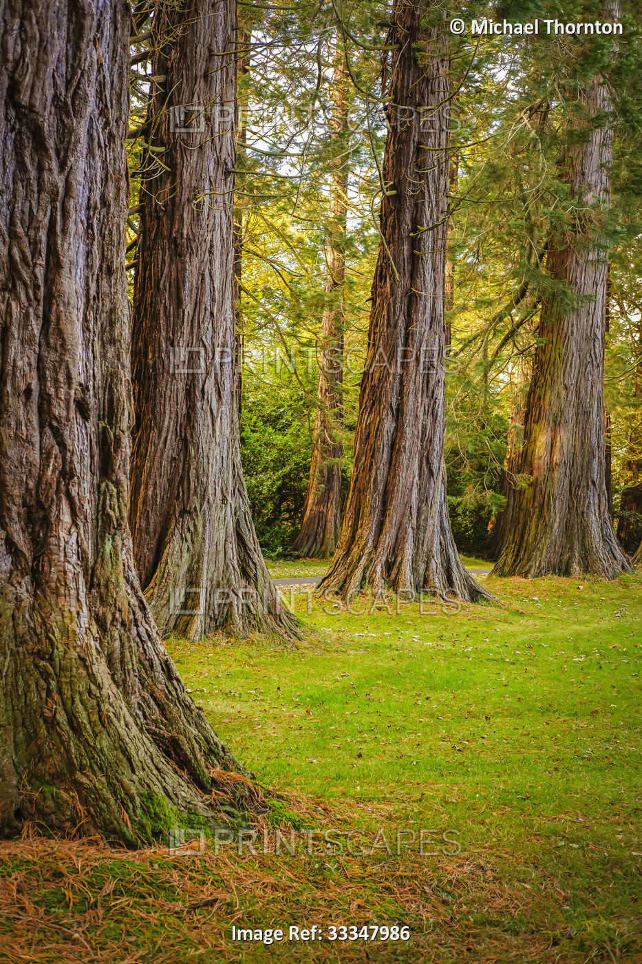 Redwood trees of the ancient woodland shade the property of the Minsteracres ...